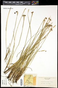 Sisyrinchium montanum image