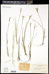 Sisyrinchium montanum image