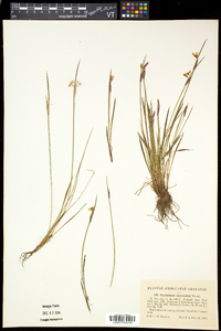 Sisyrinchium mucronatum image