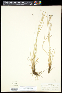 Sisyrinchium atlanticum image