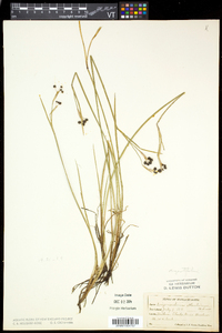 Sisyrinchium atlanticum image