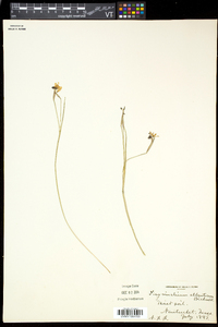 Sisyrinchium atlanticum image