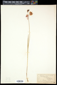 Calopogon tuberosus var. tuberosus image