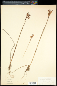 Arethusa bulbosa image