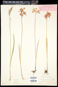 Calopogon tuberosus var. tuberosus image