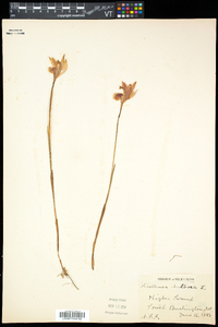 Arethusa bulbosa image