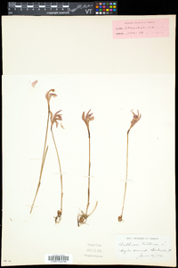 Arethusa bulbosa image