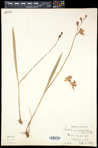 Calopogon tuberosus var. tuberosus image