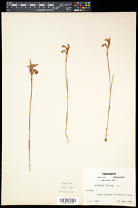 Arethusa bulbosa image