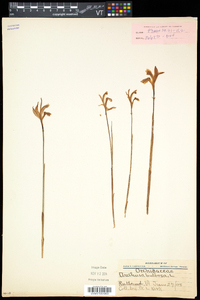 Arethusa bulbosa image