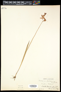 Calopogon tuberosus var. tuberosus image