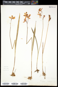 Calopogon tuberosus var. tuberosus image