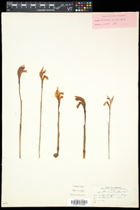 Arethusa bulbosa image