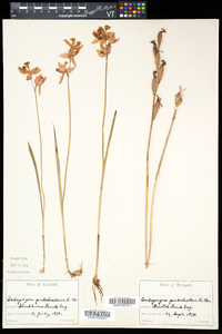 Calopogon tuberosus var. tuberosus image