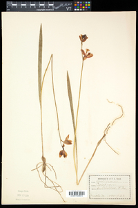 Calopogon tuberosus var. tuberosus image