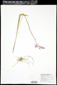 Calopogon tuberosus var. tuberosus image