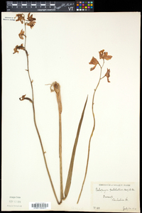 Calopogon tuberosus image