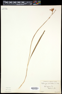 Calopogon tuberosus var. tuberosus image