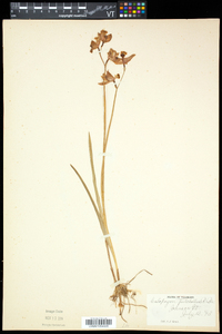 Calopogon tuberosus var. tuberosus image