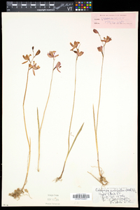 Calopogon tuberosus var. tuberosus image