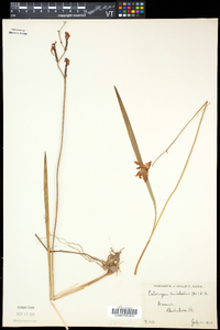 Calopogon tuberosus var. tuberosus image