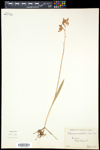 Calopogon tuberosus var. tuberosus image