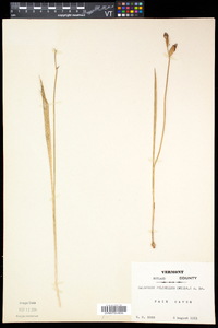 Calopogon tuberosus var. tuberosus image