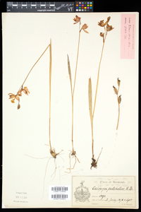 Calopogon tuberosus image