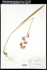 Calopogon tuberosus var. tuberosus image