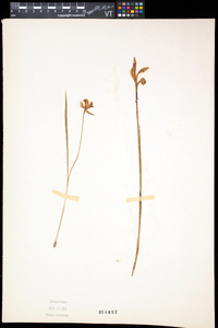 Calopogon tuberosus var. tuberosus image