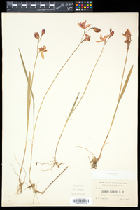 Calopogon tuberosus var. tuberosus image