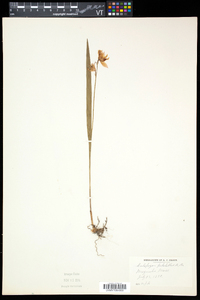 Calopogon tuberosus image