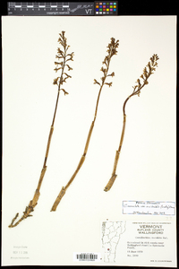 Corallorhiza maculata var. occidentalis image