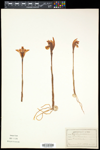 Arethusa bulbosa image