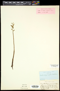 Corallorhiza trifida image