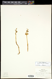 Corallorhiza trifida image