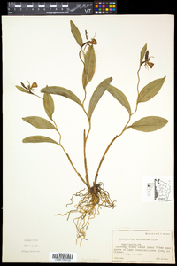 Cypripedium arietinum image