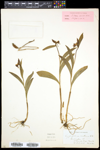 Cypripedium arietinum image