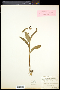 Cypripedium arietinum image