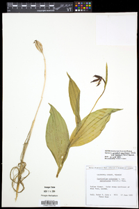 Cypripedium parviflorum var. makasin image