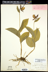 Cypripedium parviflorum var. makasin image