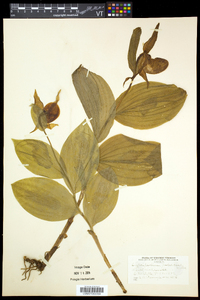 Cypripedium parviflorum var. pubescens image