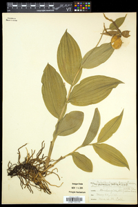 Cypripedium parviflorum var. pubescens image