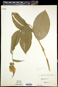 Cypripedium parviflorum var. pubescens image