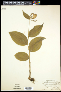 Cypripedium parviflorum var. pubescens image