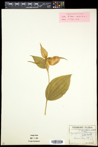 Cypripedium parviflorum var. pubescens image