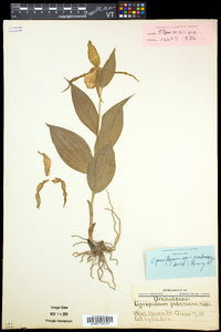 Cypripedium parviflorum var. pubescens image