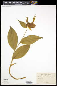 Cypripedium parviflorum var. pubescens image