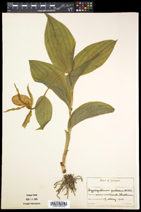 Cypripedium parviflorum var. pubescens image