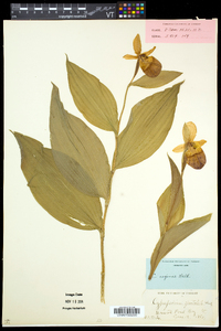 Cypripedium reginae image